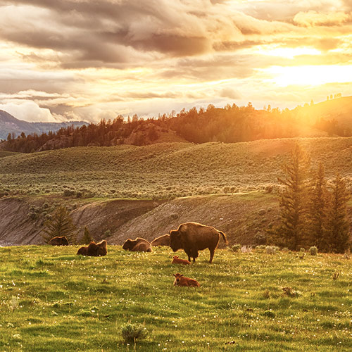 The Heartland Collection